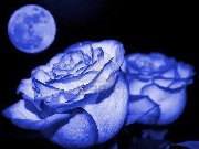 roses bleues